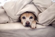 چرا سگ ها به پتو علاقه دارند