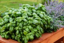 کاشت ریحان در خانه