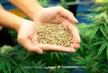 خواص شاهدانه