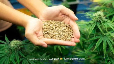 خواص شاهدانه